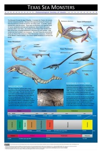Marine Reptile Summary