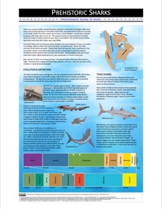 Poster Shark Overview