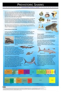 Shark Summary