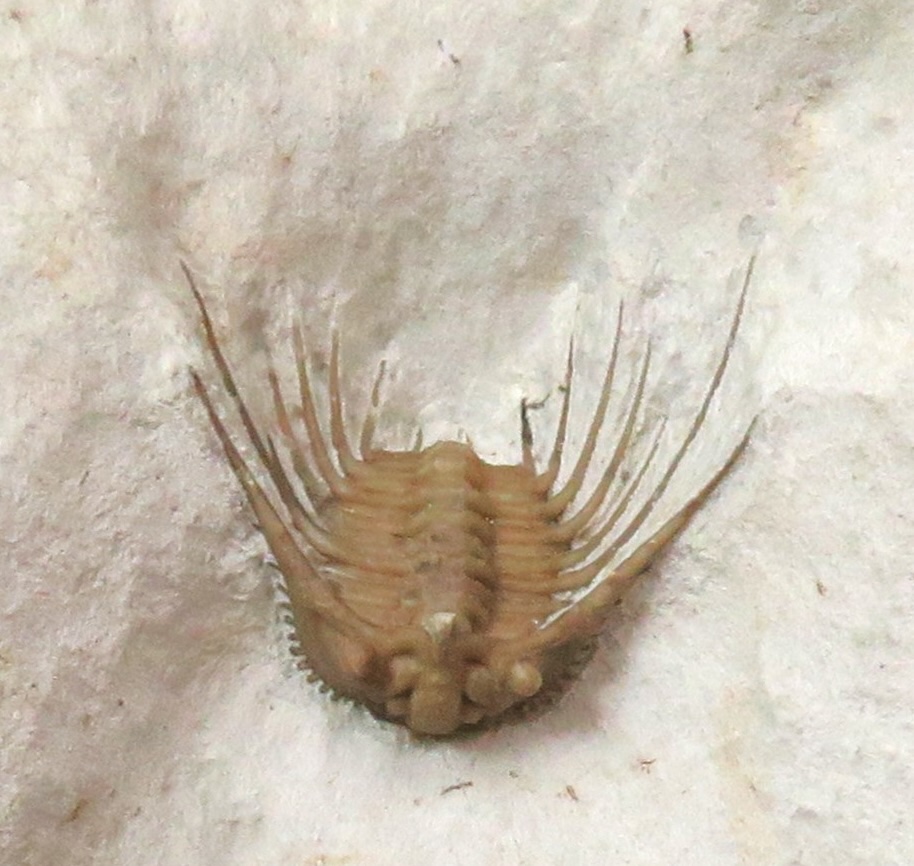 Trilobite 1