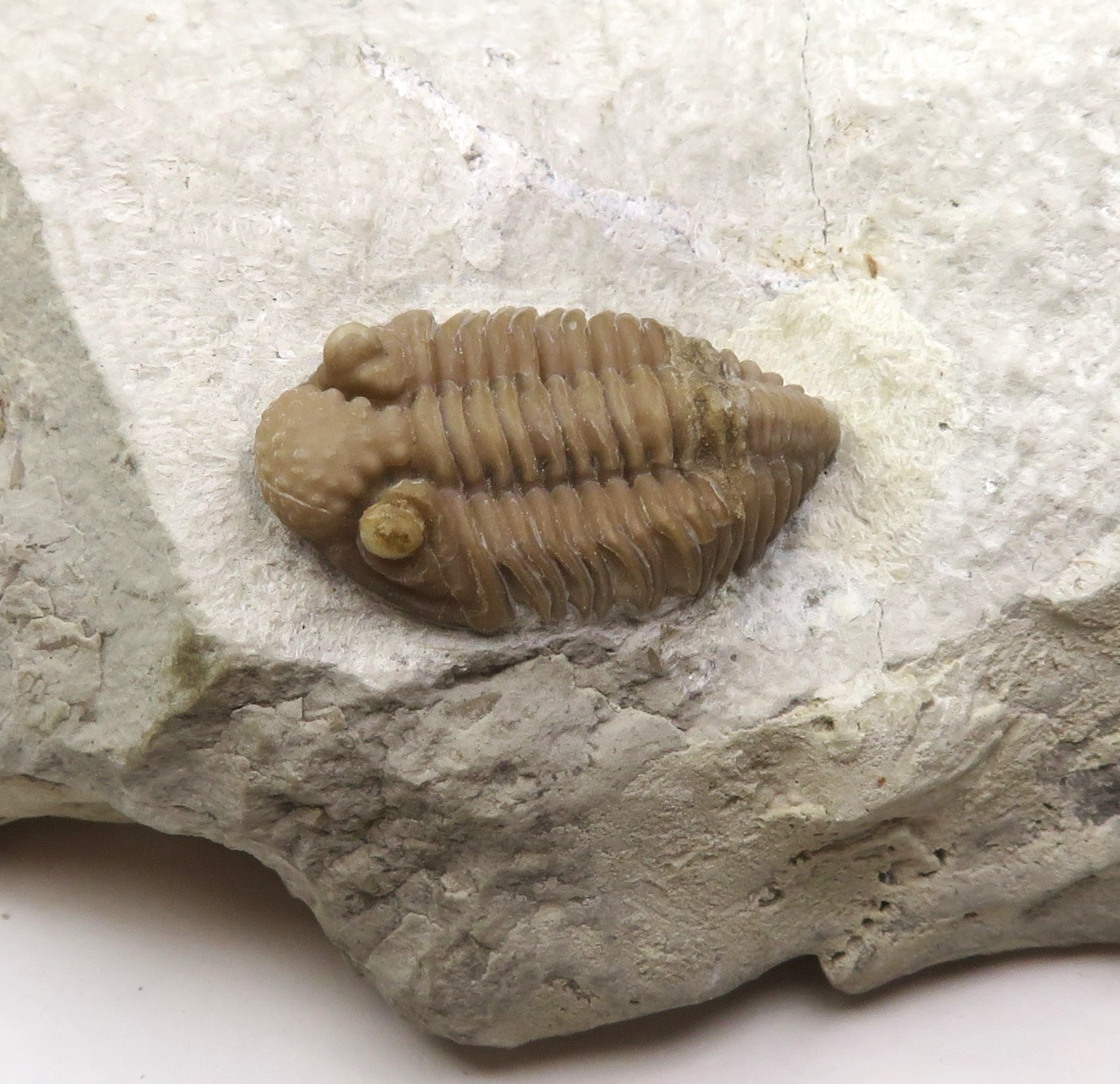 Trilobite 2